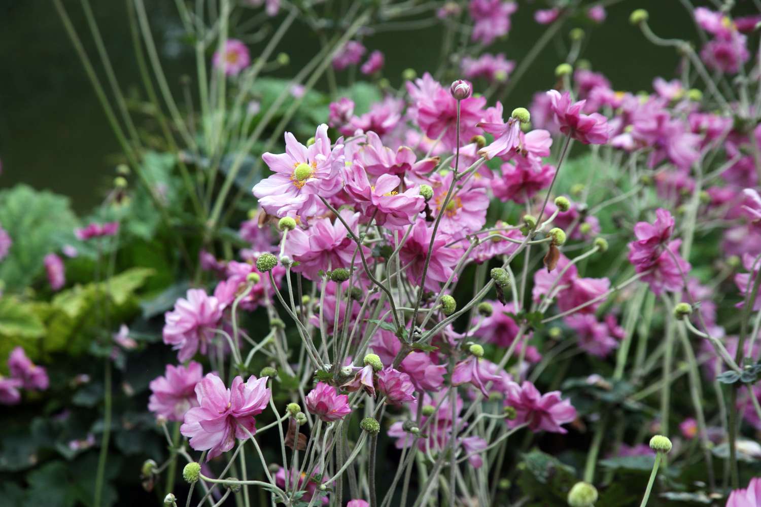 Anemone ‘Königin Charlotte’